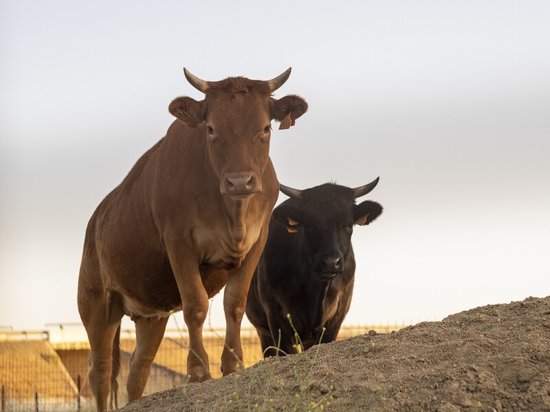 EU stopt met import Braziliaans vlees van vrouwelijke runderen